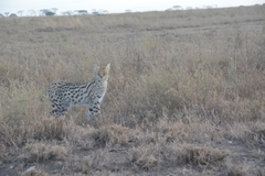 Leptailurus serval lipostictus