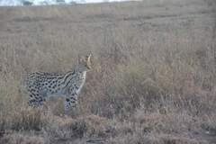 Leptailurus serval lipostictus