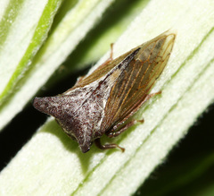 Tsunozemia paradoxa