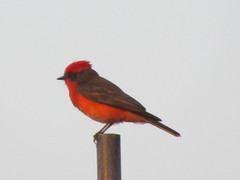 Pyrocephalus rubinus