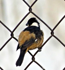 Sporophila torqueola