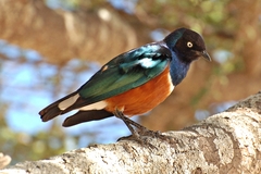 Superb Starling photo 2