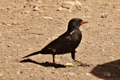 Bubalornis niger