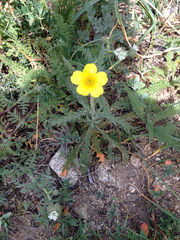 Mentzelia gracilenta