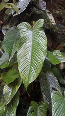Philodendron tenue