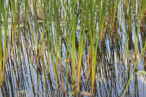 Image of Juncus militaris by (c) Alex Karasoulos, some rights reserved (CC BY)