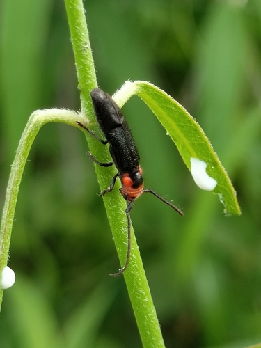Phaea vitticollis