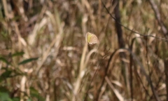 Eurema herla