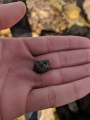 Acanthinucella punctulata