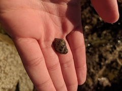 Acanthinucella punctulata