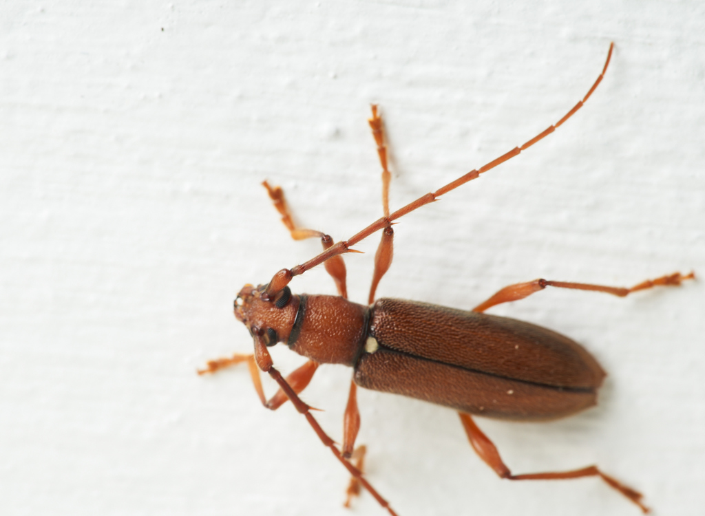 Miltesthus