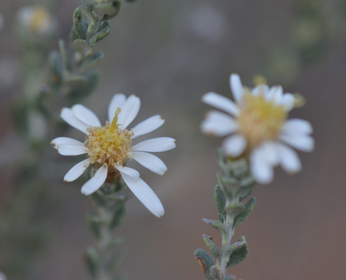 Image of Olearia pimeleoides by (c) James (Jim) Duggan, some rights reserved (CC BY-SA)