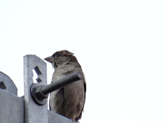 Passer domesticus