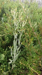 Senecio gunnii