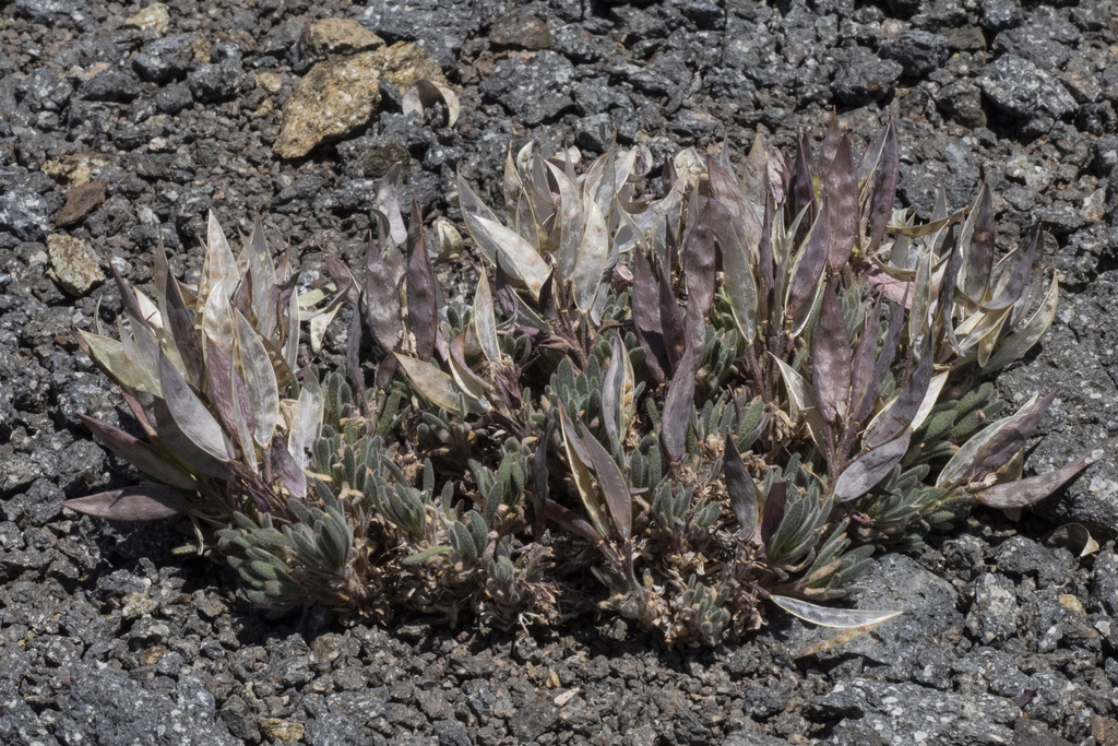 Daggerpod (Anelsonia eurycarpa)