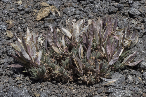 Daggerpod (Anelsonia eurycarpa)
