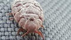 Coelostomidia