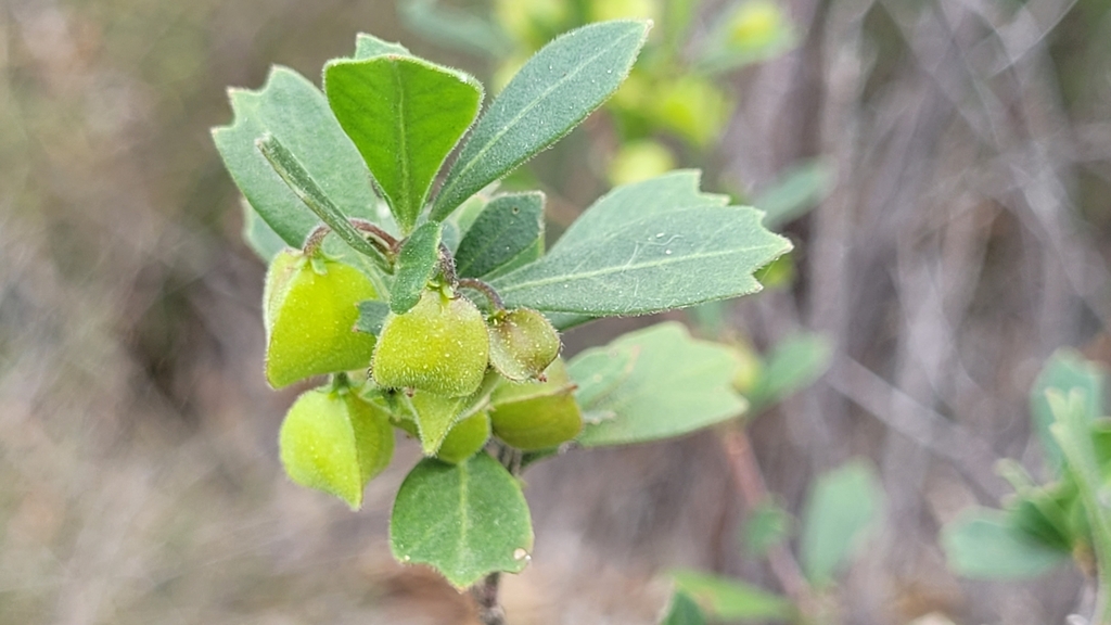 triangle-leaved hop bush