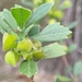 Dodonaea triangularis - Photo (c) Stephen Csurhes, algunos derechos reservados (CC BY-NC), subido por Stephen Csurhes