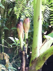 Xanthosoma undipes