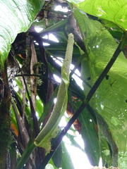 Anthurium caperatum