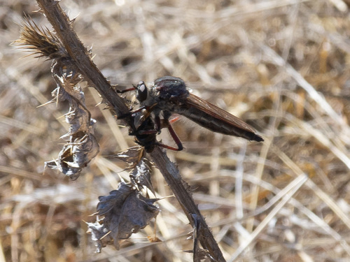 Neoaratus hercules photo 2