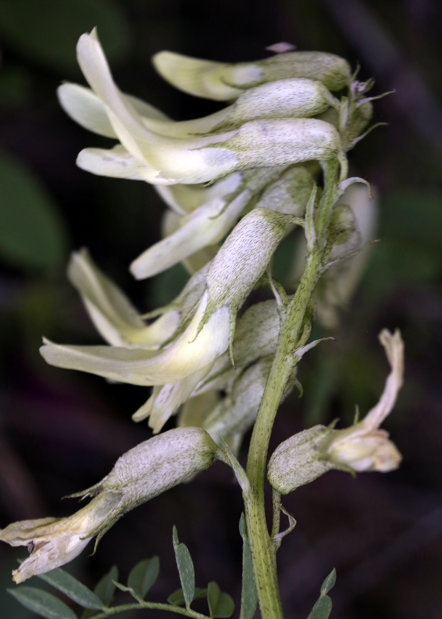 Astragalus scopulorum