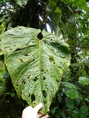 Anthurium caperatum