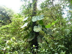 Image of Philodendron thalassicum