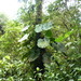Philodendron thalassicum - Photo (c) Nate Hartley, algunos derechos reservados (CC BY-NC), subido por Nate Hartley