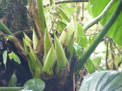 Philodendron thalassicum