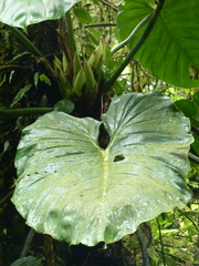 Philodendron thalassicum