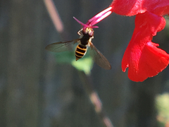 Fazia micrura