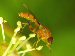 Sphegina