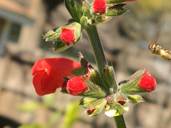Fazia micrura