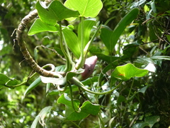Philodendron hederaceum