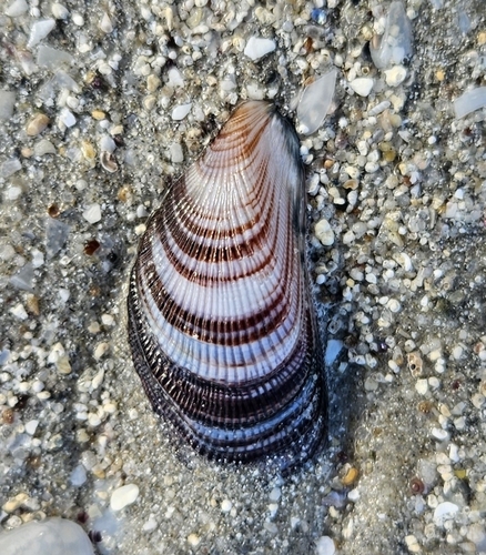 Brachidontes ustulatus