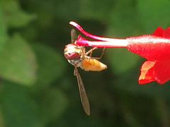 Fazia micrura