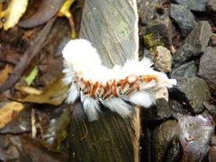 Neopreptos marathusa