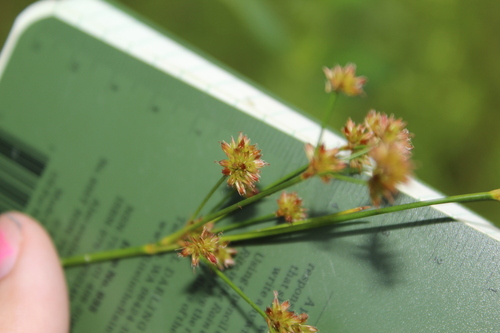 Image of Juncus canadensis by (c) Alex Karasoulos, some rights reserved (CC BY)
