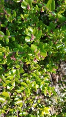 Arctostaphylos nummularia