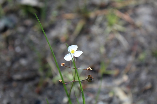 Image of Sagittaria teres by (c) Alex Karasoulos, some rights reserved (CC BY)
