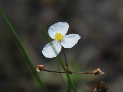 Image of Sagittaria teres by (c) Alex Karasoulos, some rights reserved (CC BY)