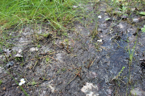 Image of Sagittaria teres by (c) Alex Karasoulos, some rights reserved (CC BY)