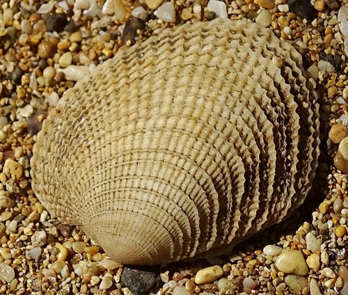Periglypta reticulata