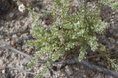 Pectocarya platycarpa