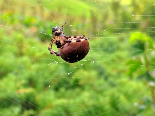 križiak štvorškvrnný (Araneus quadratus)