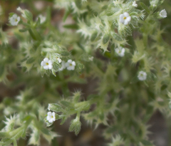 Pectocarya platycarpa