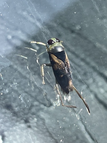 Kirby's Backswimmer photo 6
