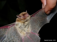 Pseudoromicia rendalli